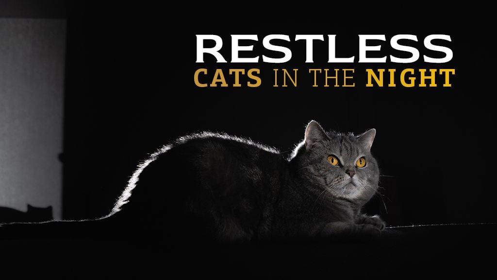 5 Causes For Cats Not Sleeping at Night and Ways to Help 5 Causes For Cats Not Sleeping at Night and Ways to Help